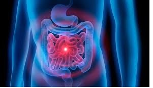 El intestino delgado
